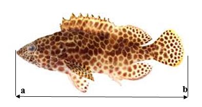 Epinephelus merra